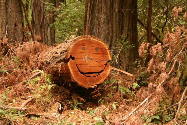 smiling log